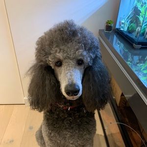 Meet your Posher, Vinny